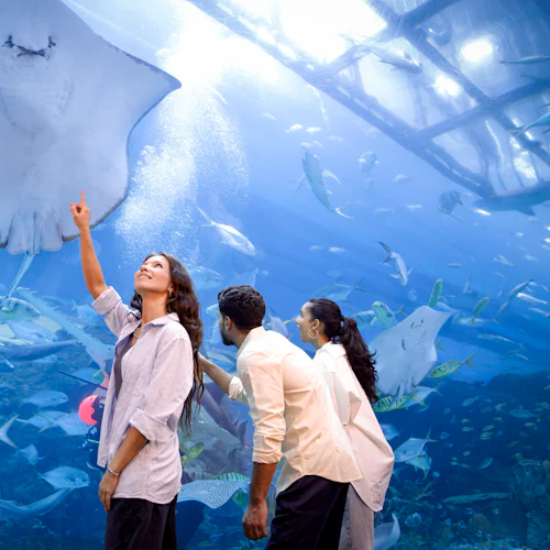 Three people observe a large stingray and other marine life through an aquarium window in a vibrant underwater display.