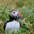An Atlantic Puffin with a mouth full of fish looks into the camera while surrounded by a field of grass.