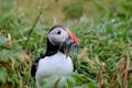 An Atlantic Puffin with a mouth full of fish looks into the camera while surrounded by a field of grass.