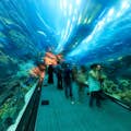 Dubai Aquarium och Underwater Zoo
