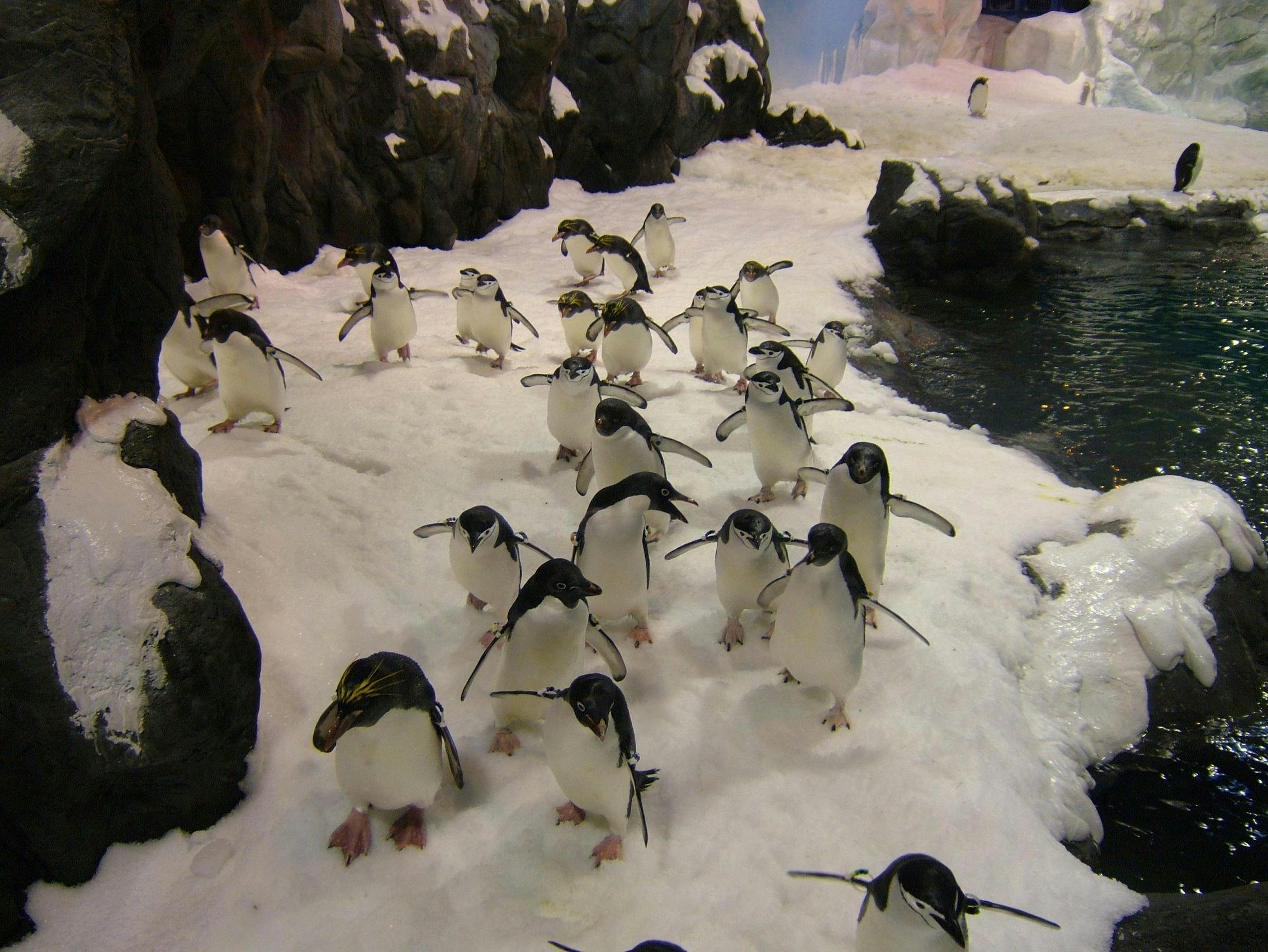 A group of penguins walking on a snowy surface near rocky terrain and a small body of water.