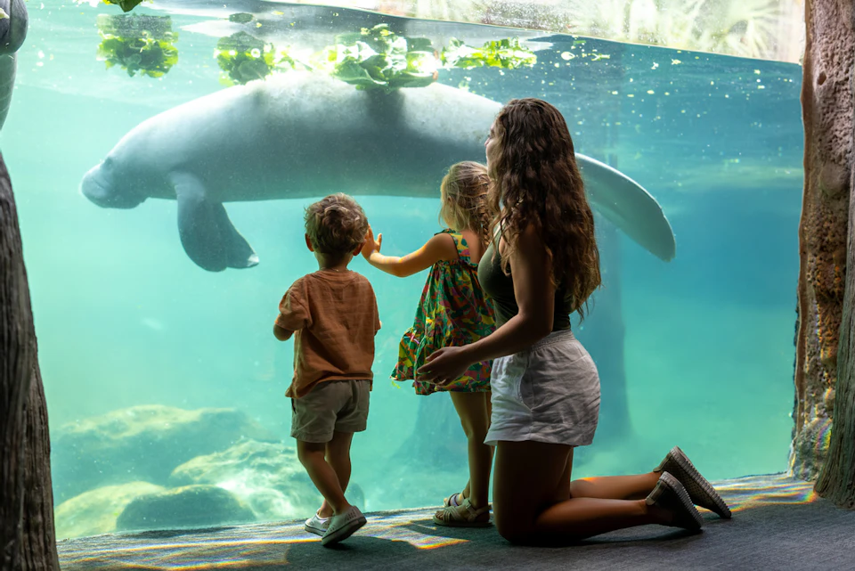 Three people, including two children and an adult, observe a manatee swimming behind glass at an aquarium exhibit.