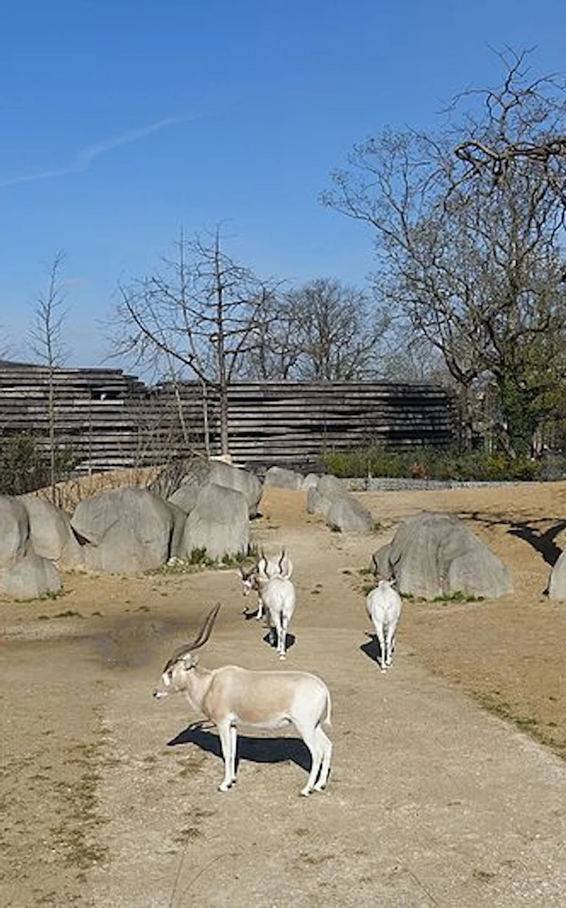 פארק החיות של פריז (Parc Zoologique de Paris) — תמונה 6