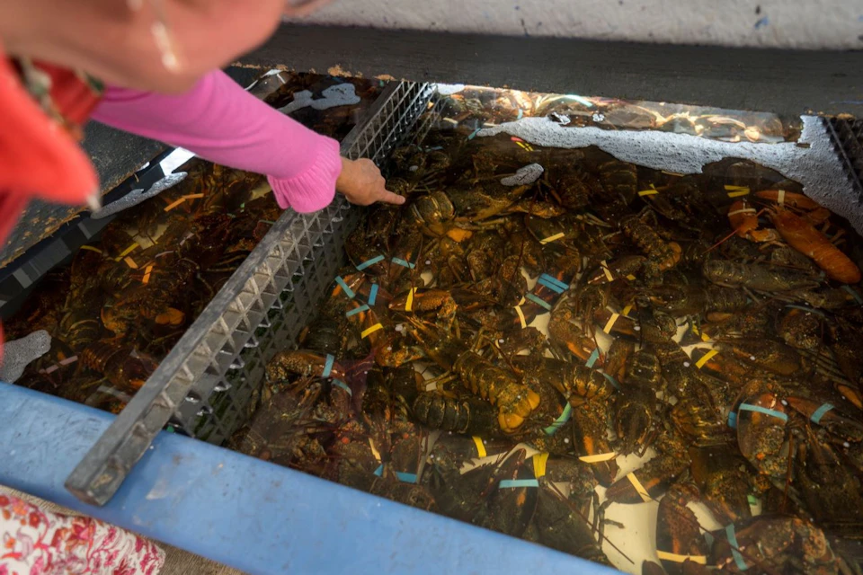 A person pointing at lobsters in a tank, each lobster has colored rubber bands on its claws.