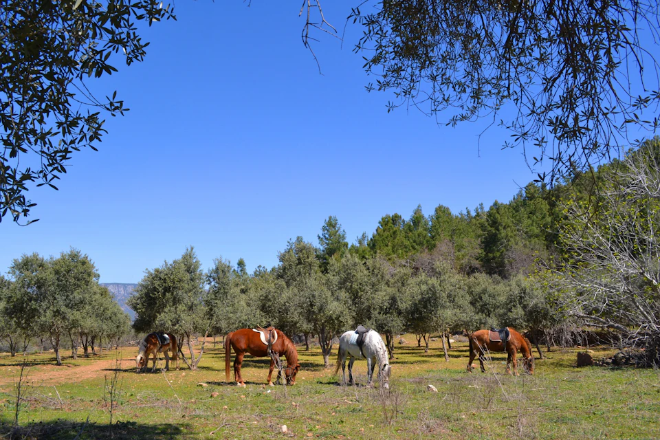Horse riding