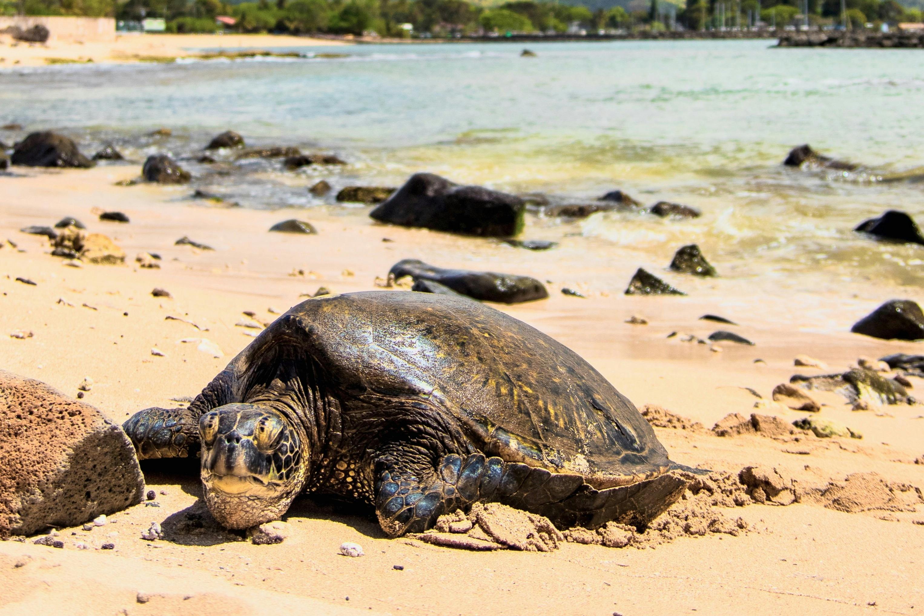 A sea turtle resting on a sandy beach, with rocks and the ocean visible in the background.