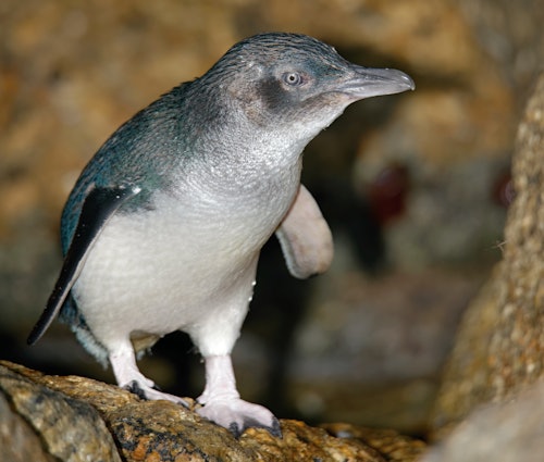 フィリップアイランドペンギンパレードとマルパーク動物保護区(即日発券)
