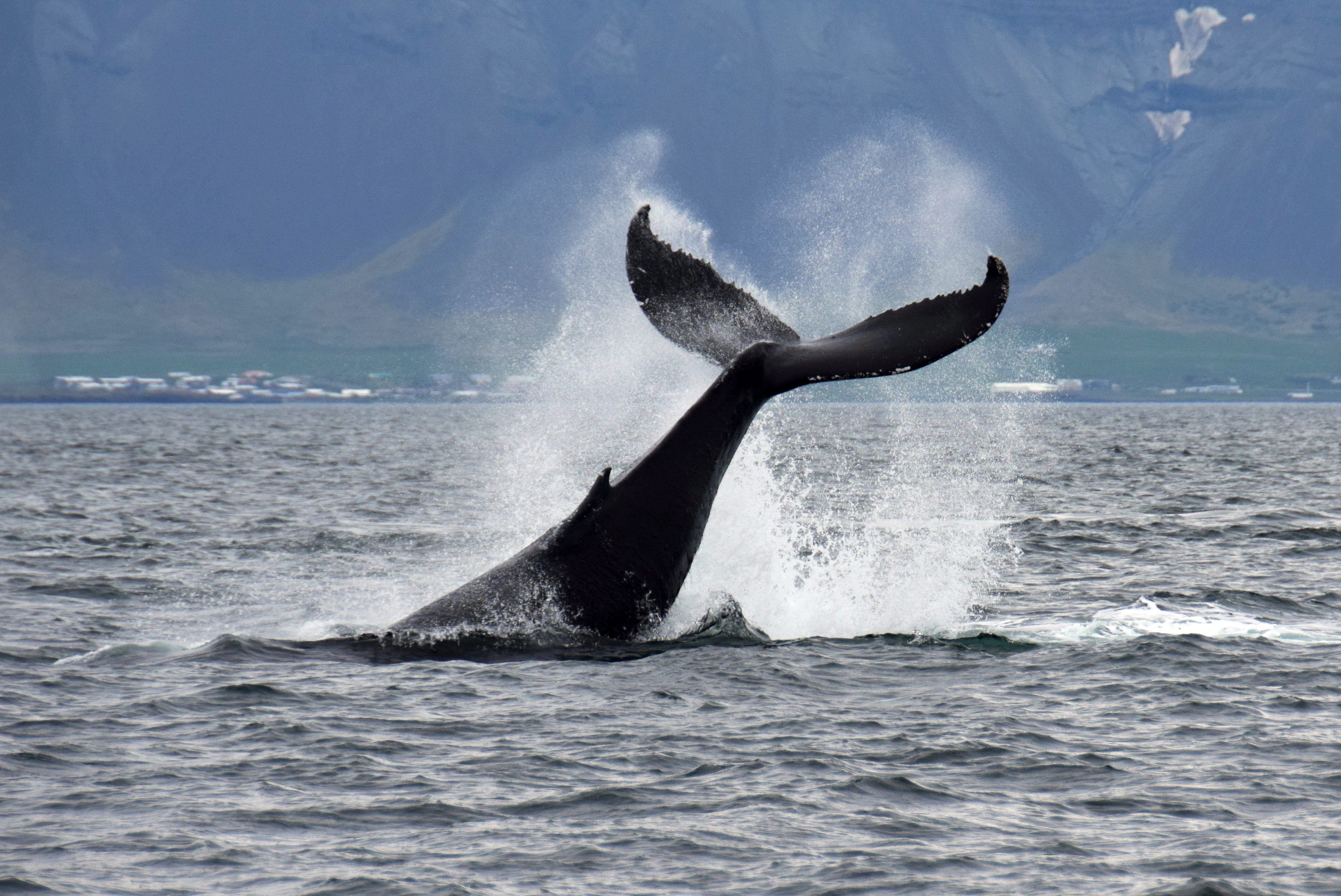 Whale Watching: Tour from Reykjavik