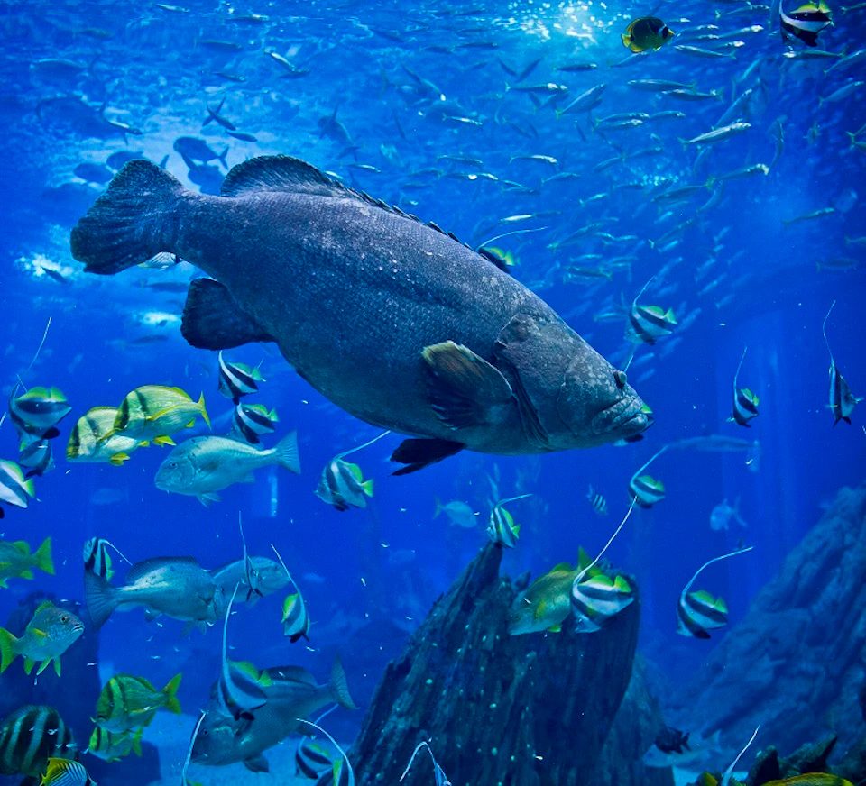 A large fish swims through a vibrant underwater scene filled with various smaller fish near rocks and aquatic plants.