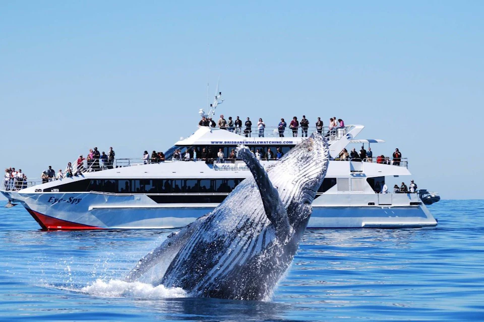 A whale breaches near a boat full of people observing it, with a clear blue sky in the background.