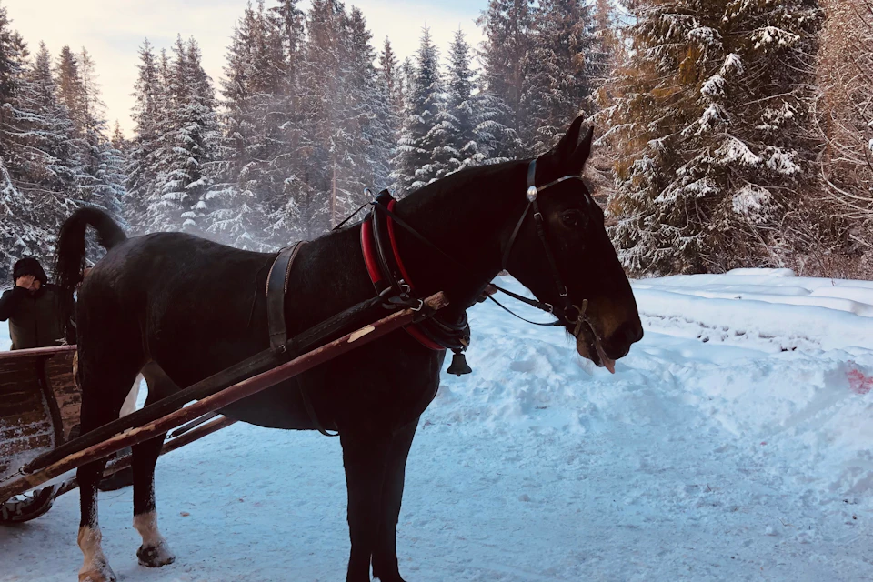 Horse