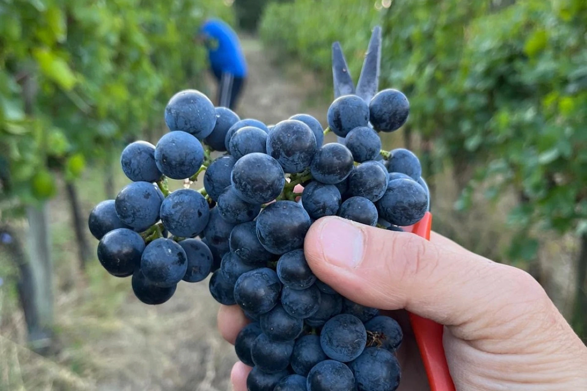 Hand holding a bunch of dark grapes with pruning shears; blurred person in blue in the background among grapevines.