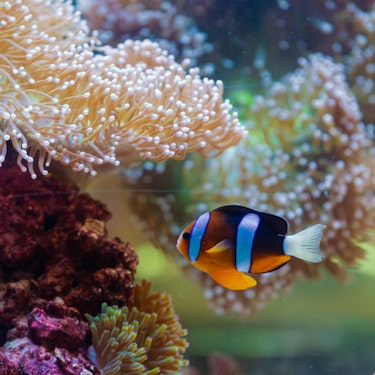 Abu Dhabi Nationale Aquarium Tickets