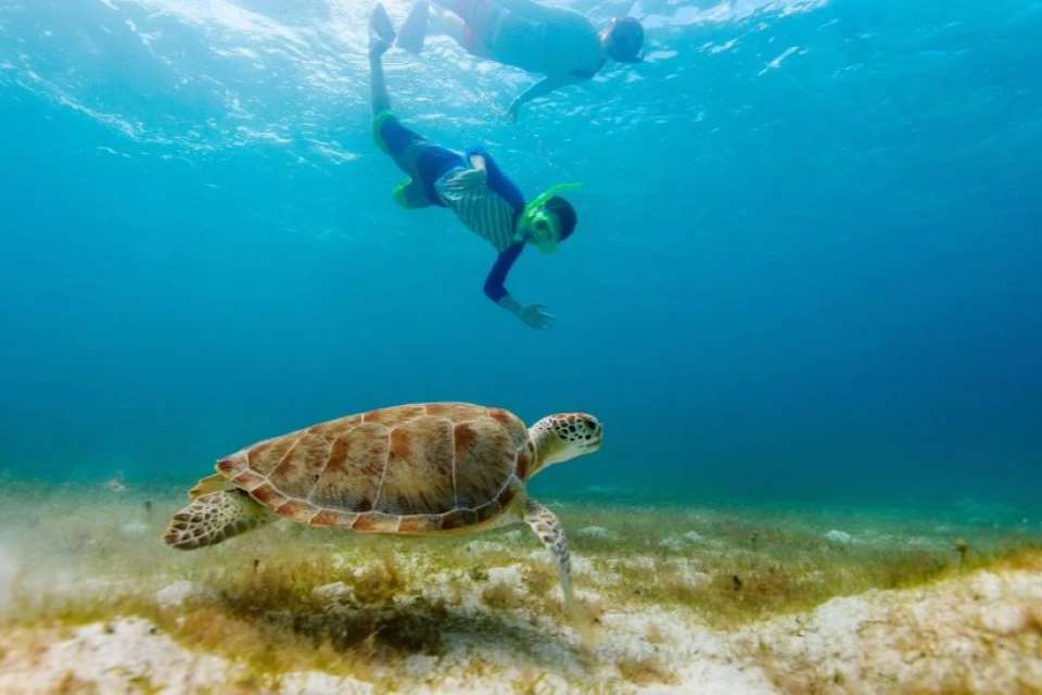 Two snorkelers swim underwater near a sea turtle on the ocean floor covered in seagrass.
