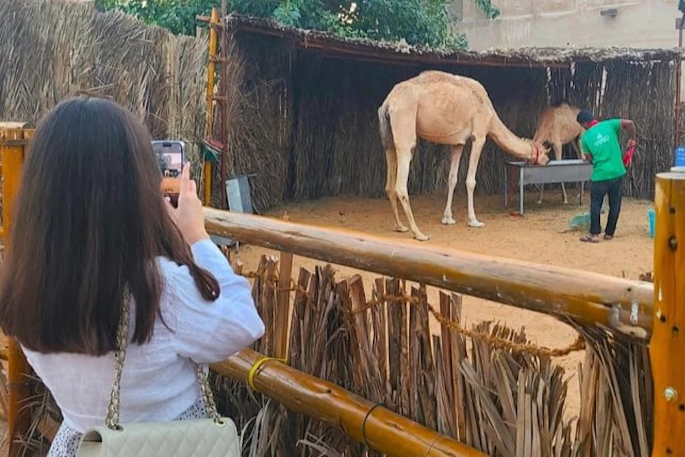 Camel