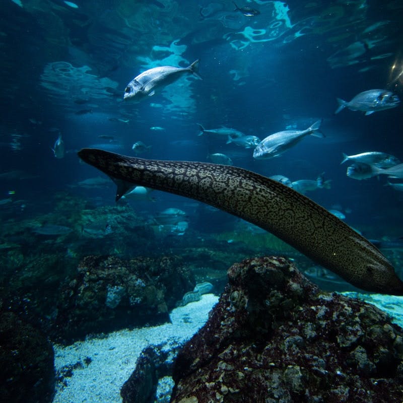Podwodna scena z różnymi pływającymi rybami, z wybitnym węgorzem na pierwszym planie w pobliżu korala i skał.
