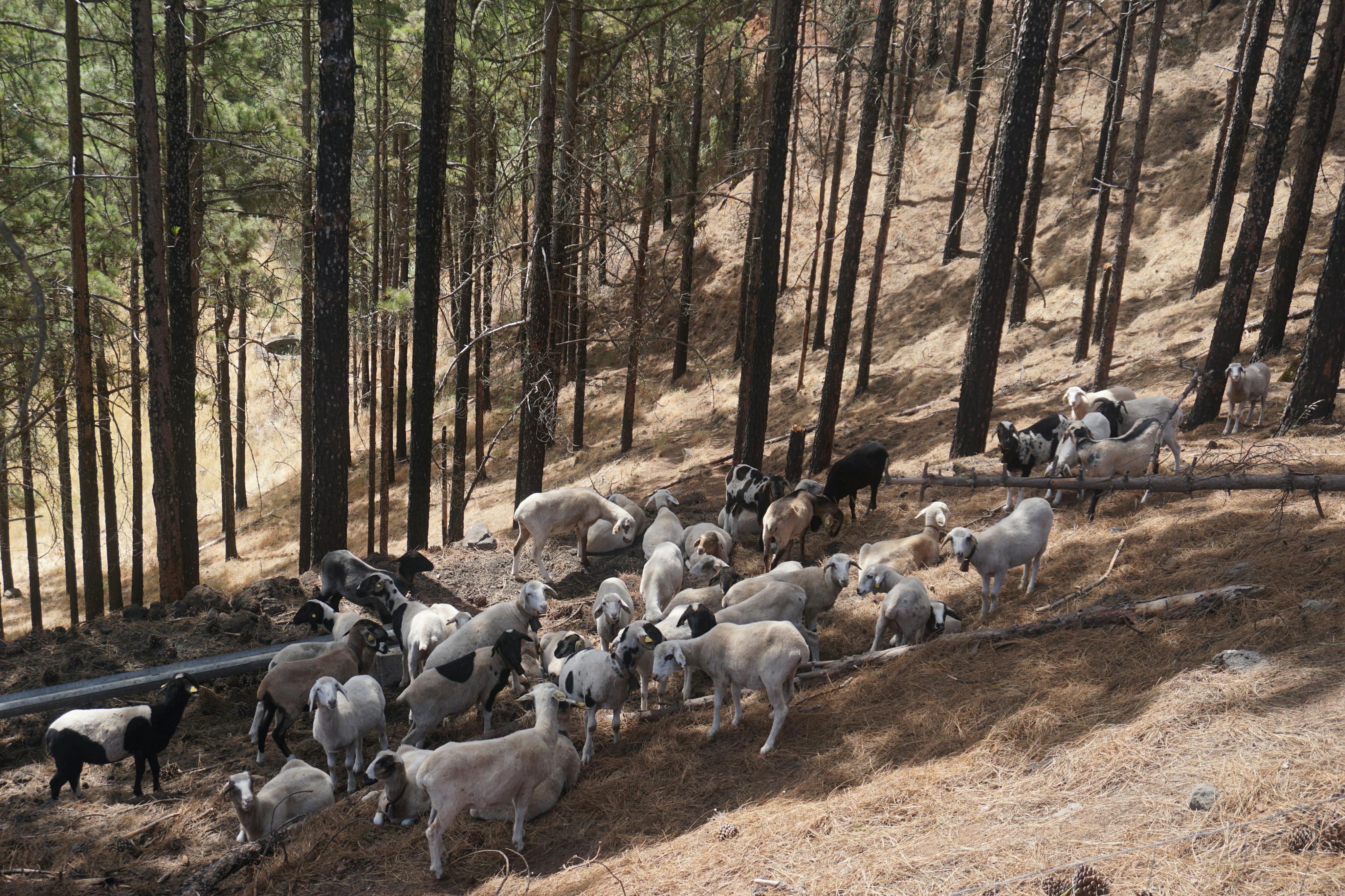 Ένα κοπάδι κατσίκες βόσκει σε μια επικλινή, δασώδη πλαγιά με αραιά πεύκα και ξηρό, καφέ γρασίδι.