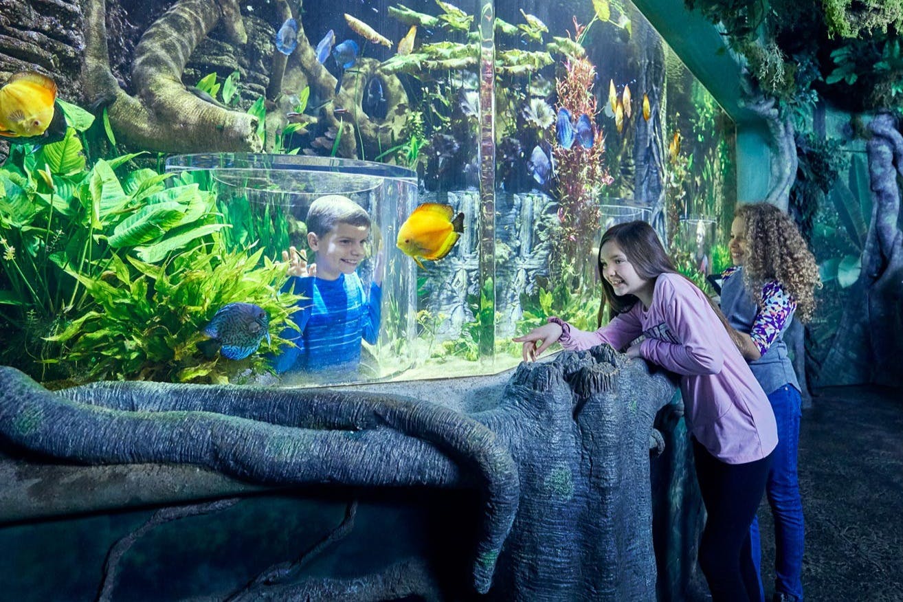 Wonders of Wildlife National Museum & Aquarium: Entry Ticket