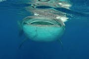Китовые акулы Канкуна: экскурсия «Все включено»