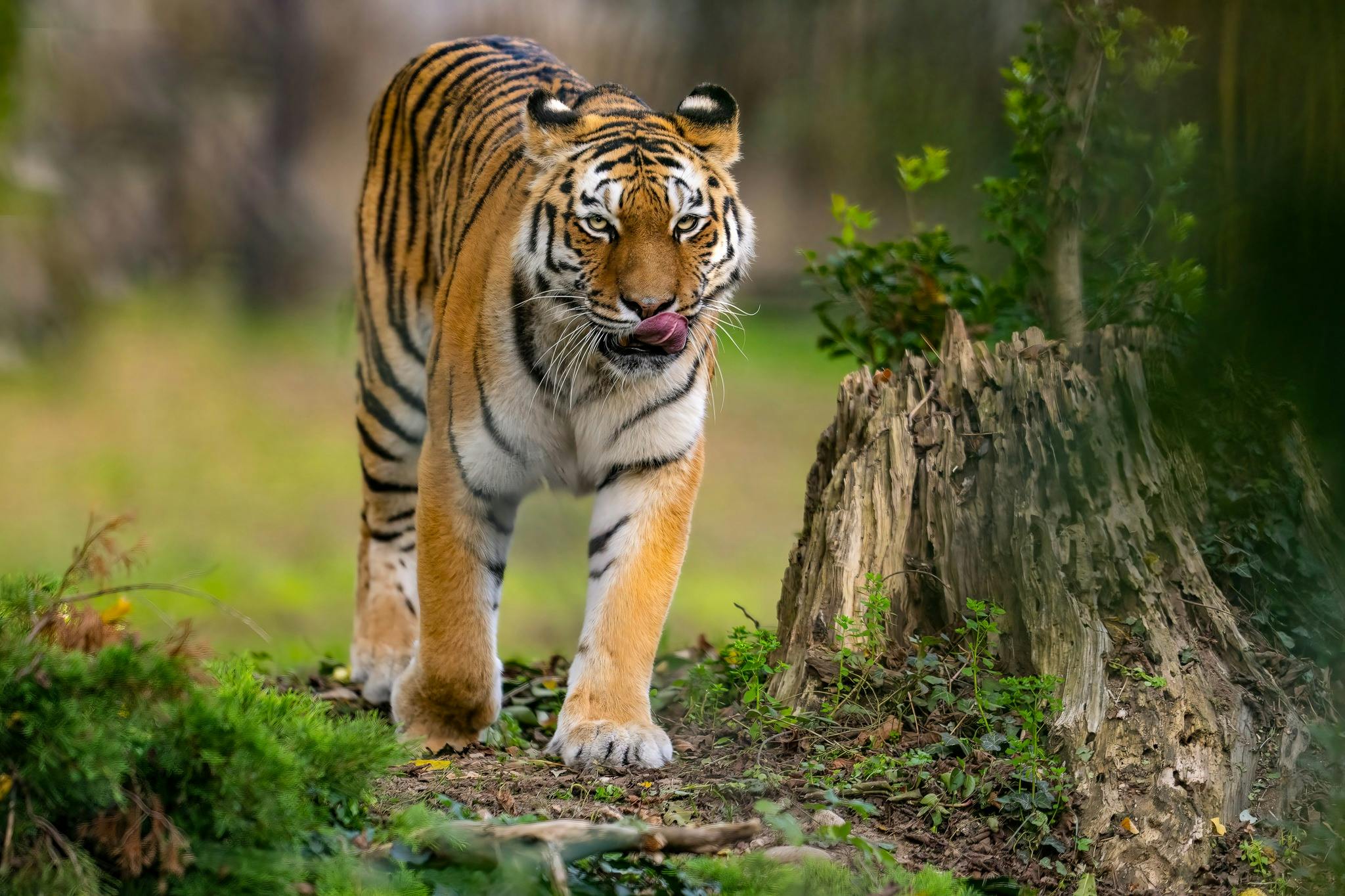 自然野生动物园