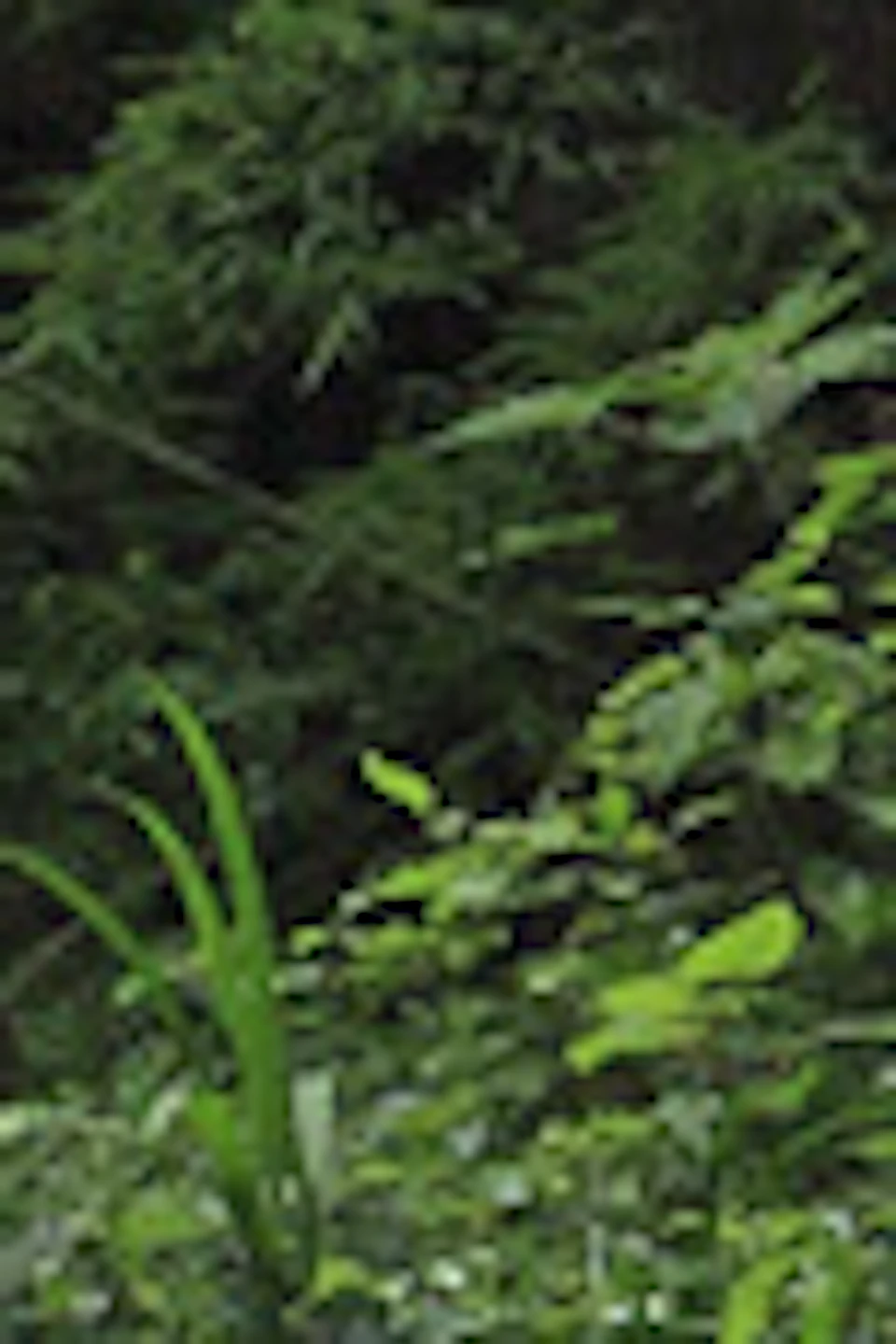 Two individuals in traditional Japanese attire stand on a forested path.