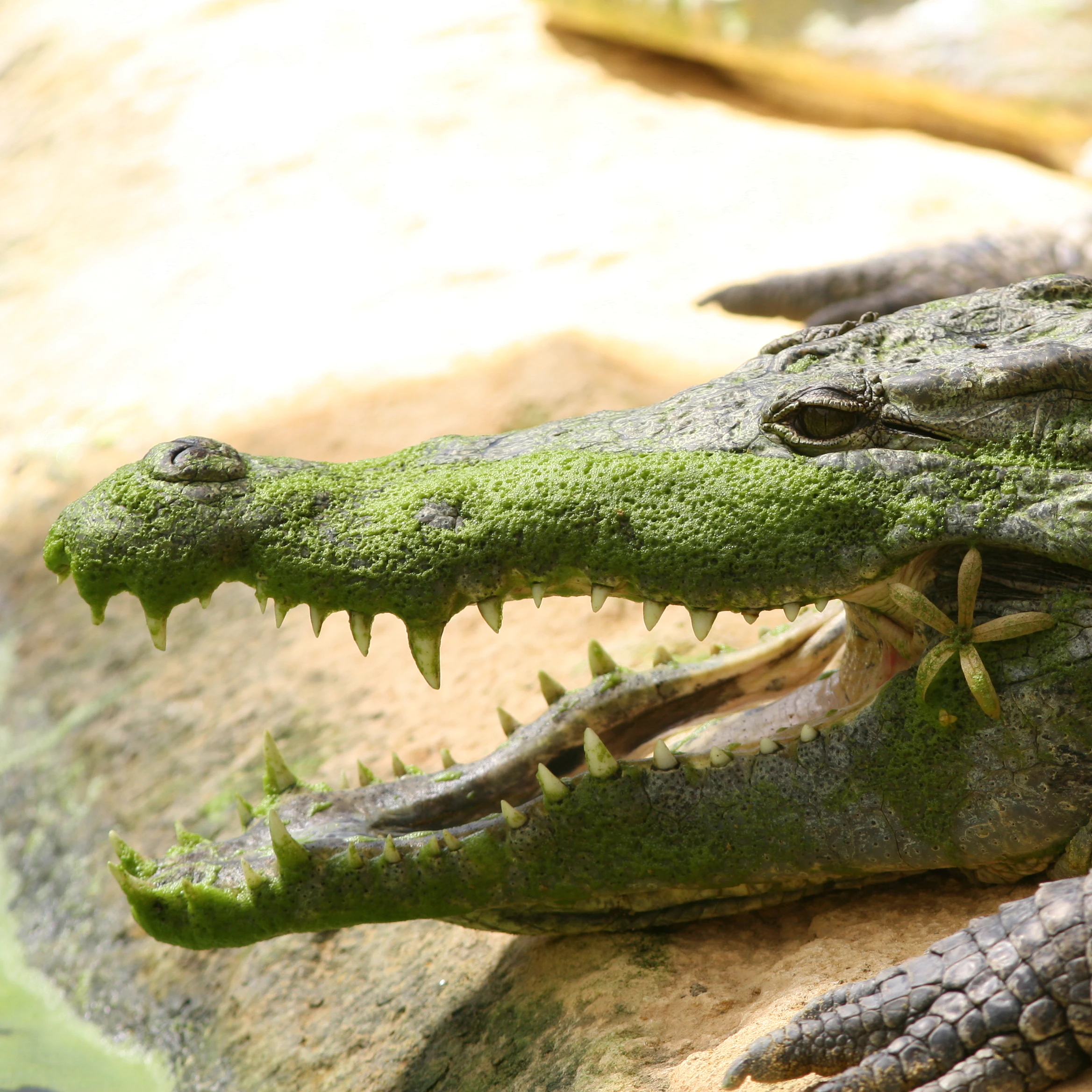 La Ferme aux Crocodiles: Entry Ticket
