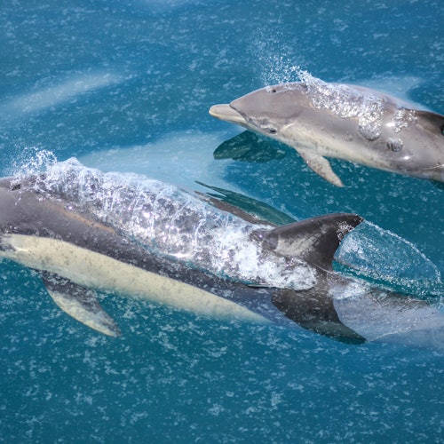 Safari de ballenas y delfines en Auckland
