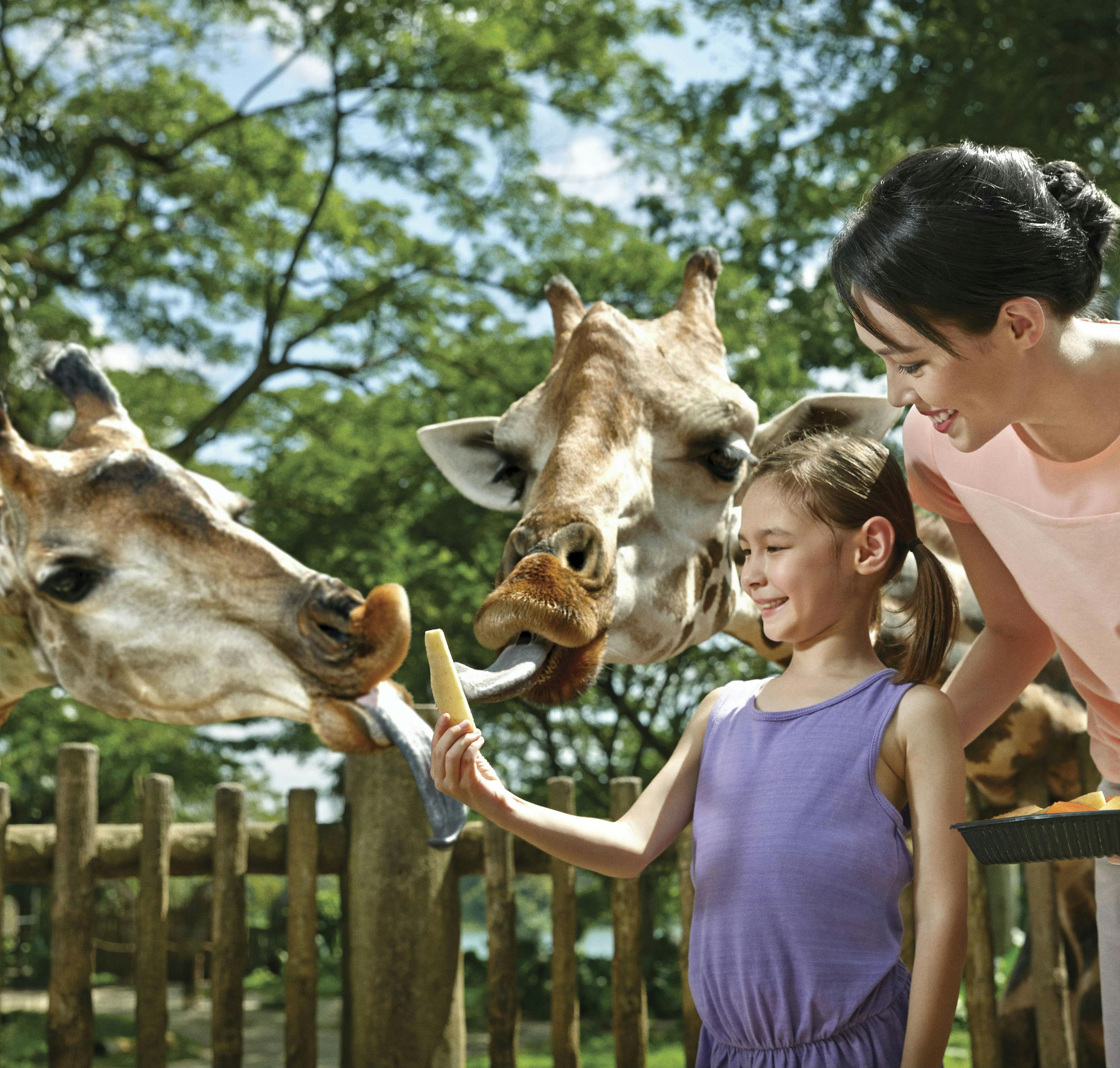 Žena a dívka krmí žirafy přes dřevěný plot se stromy v pozadí. Dívka drží pamlsek u žirafích úst.