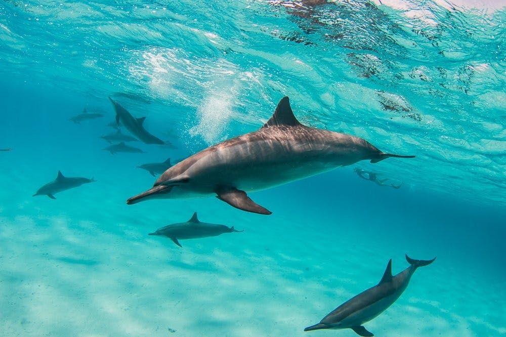 在Marsa Alam与Sataya Spinner Dolphins游泳