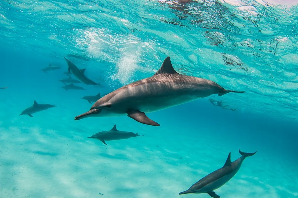 Swim with Sataya spinner dolphins in Marsa Alam