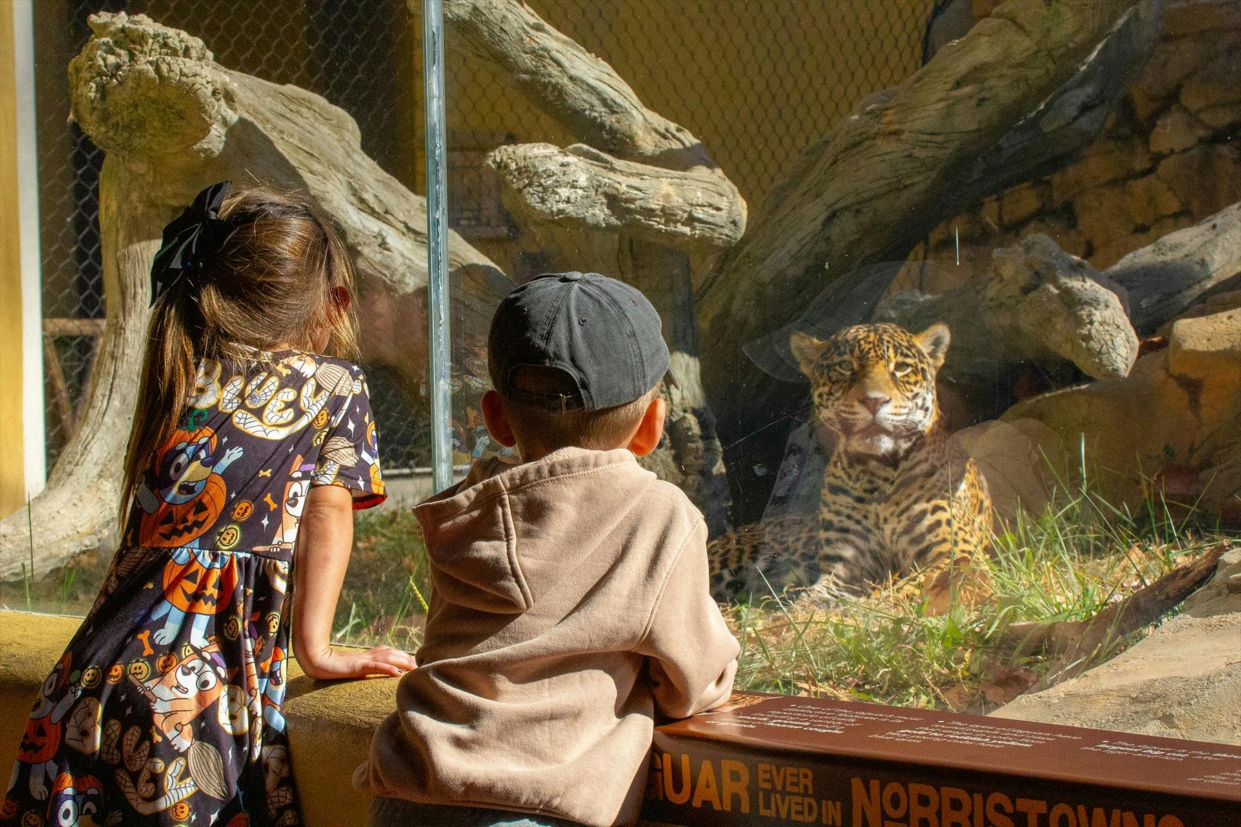 Two children looking at a leopard through glass at a zoo exhibit, with rocks and logs in the background.