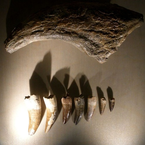 Museo de Historia Natural de Venecia (Museo di Storia Naturale di Venezia)