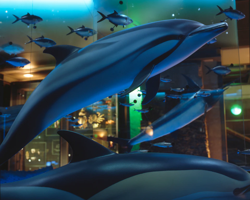 Several dolphin models and fish are suspended as part of an indoor aquatic-themed exhibit with ambient lighting.