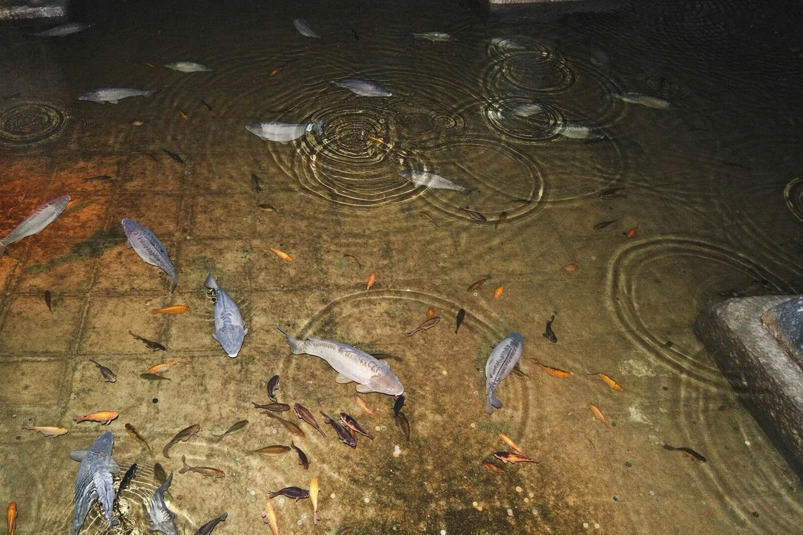 Βασιλική Κινστέρνα: Γρήγορη Είσοδος + Ξενάγηση