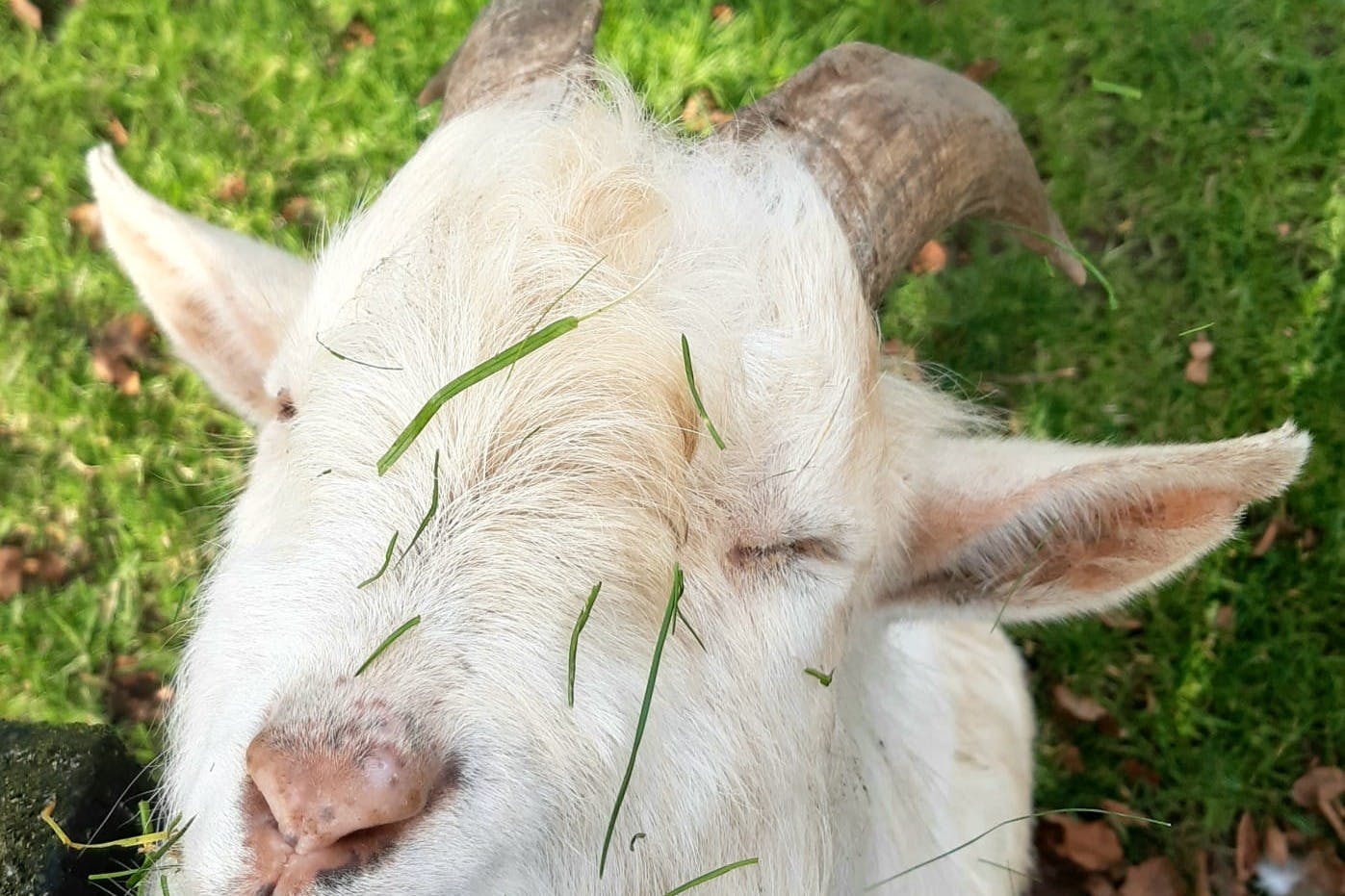 これ以上かわいくなれるだろうか？