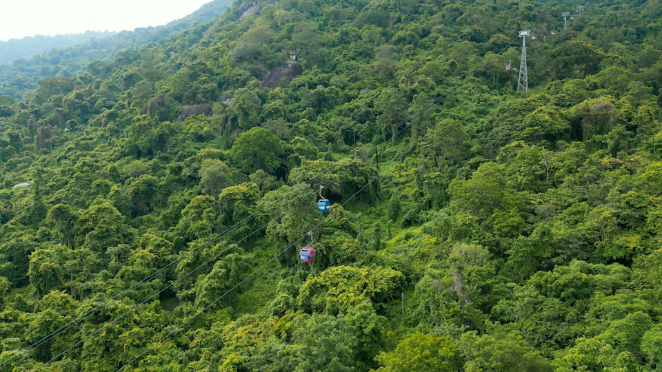 Cable cars in blue and pink colors traverse a lush green forested area on suspended cables.