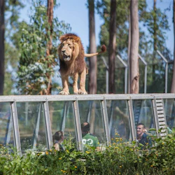 Zoo Santo Inácio: Skip The Line Ticket