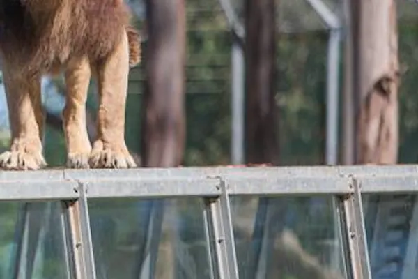 Zoo Santo Inácio : Billet Passe Prioritaire