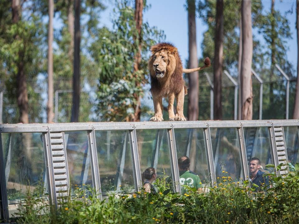 Zoo Santo Inácio: bilhete sem filas