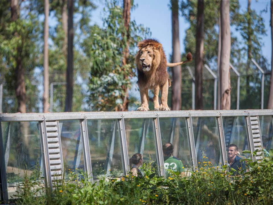 Zoo Santo Inácio: Skip The Line Ticket