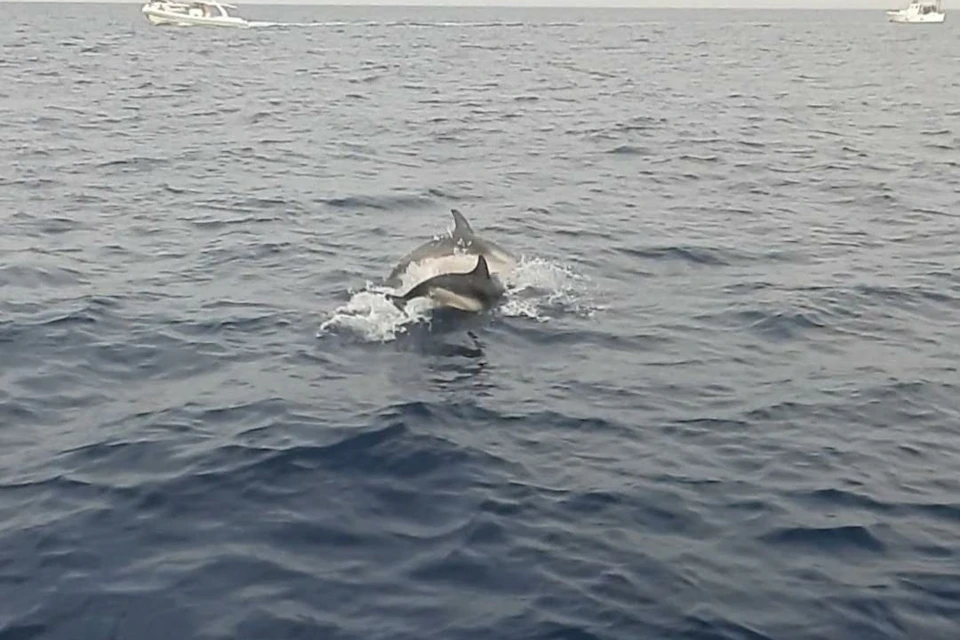 dolphins