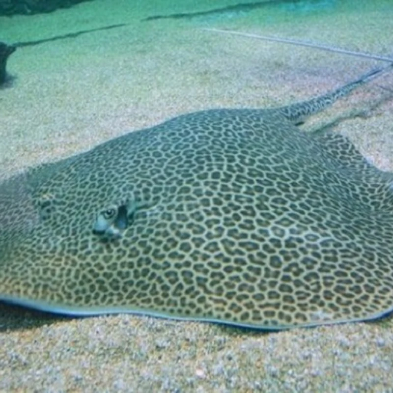 Underwater World Langkawi Tiqets