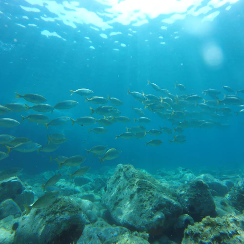 Costa Brava: Day Tour with Kayak, Snorkel & Cliff Jump from Barcelona - Photo 3