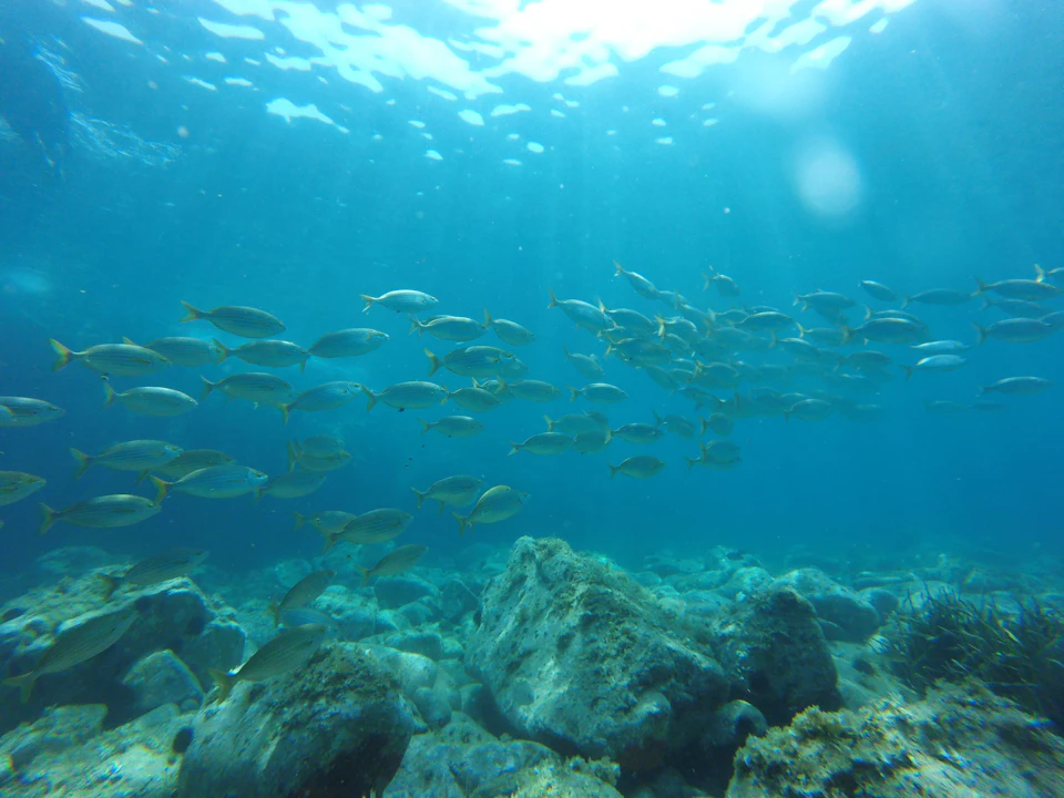 Marine life