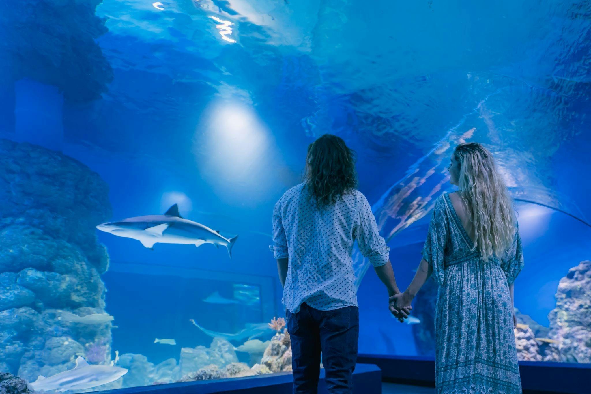 Zwei Menschen halten sich an den Händen, während sie ein großes Aquarium betrachten, in dem ein Hai schwimmt und Korallen zu sehen sind.