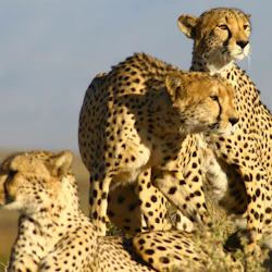 Safari Day Trips from Cape Town