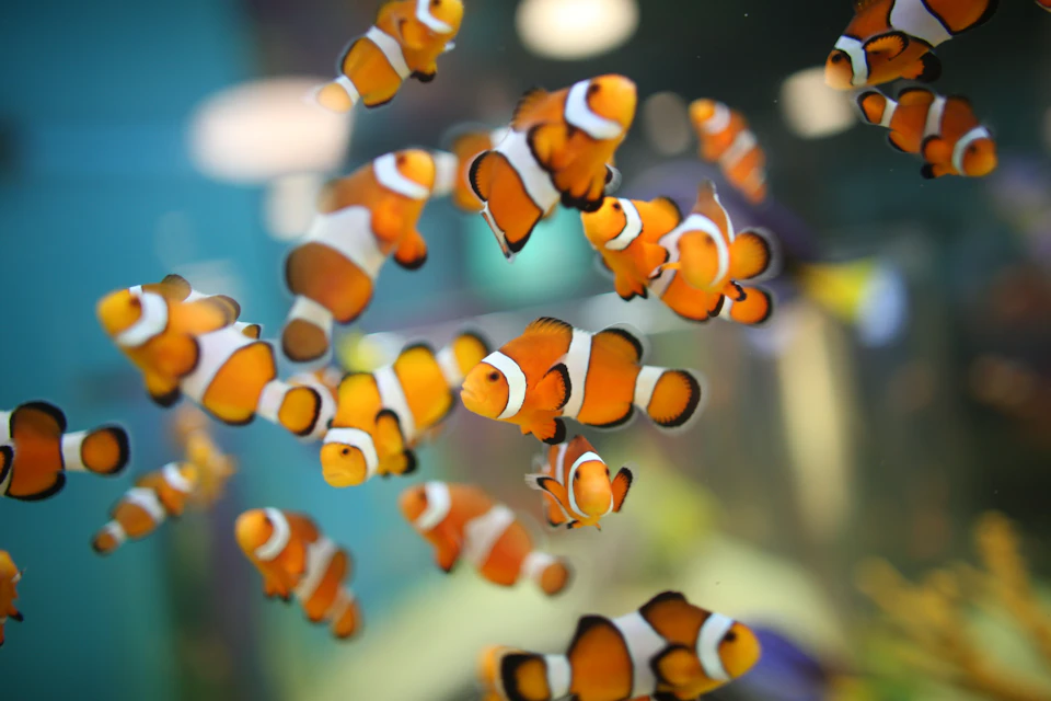 Ripley's Aquarium of Canada