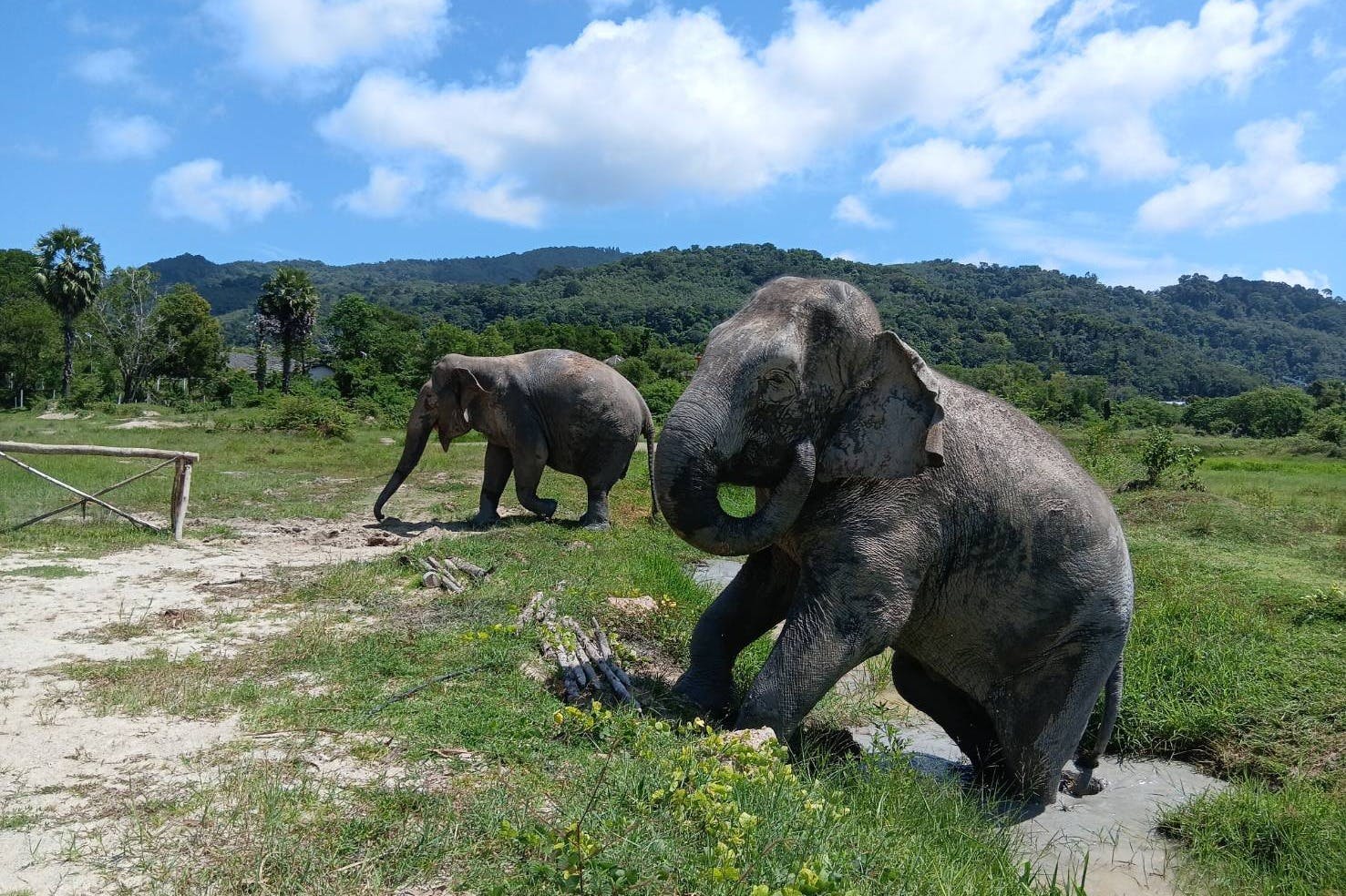 Два слона в травянистой местности с лесом и холмами на заднем плане под голубым небом с облаками.