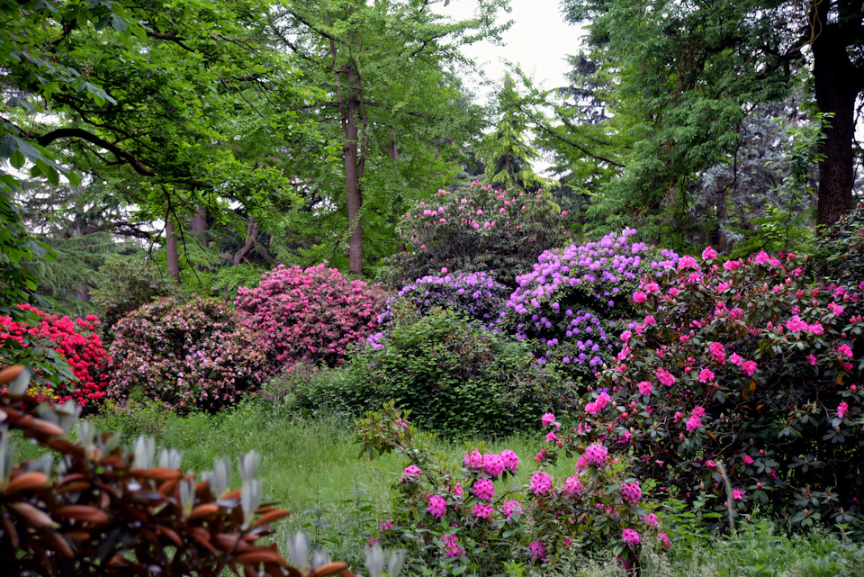 Lush garden with blooming pink and purple rhododendron bushes surrounded by tall, dense green trees.