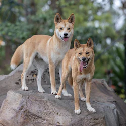Taronga Zoo Sydney: Entry Ticket + Return Ferry 5